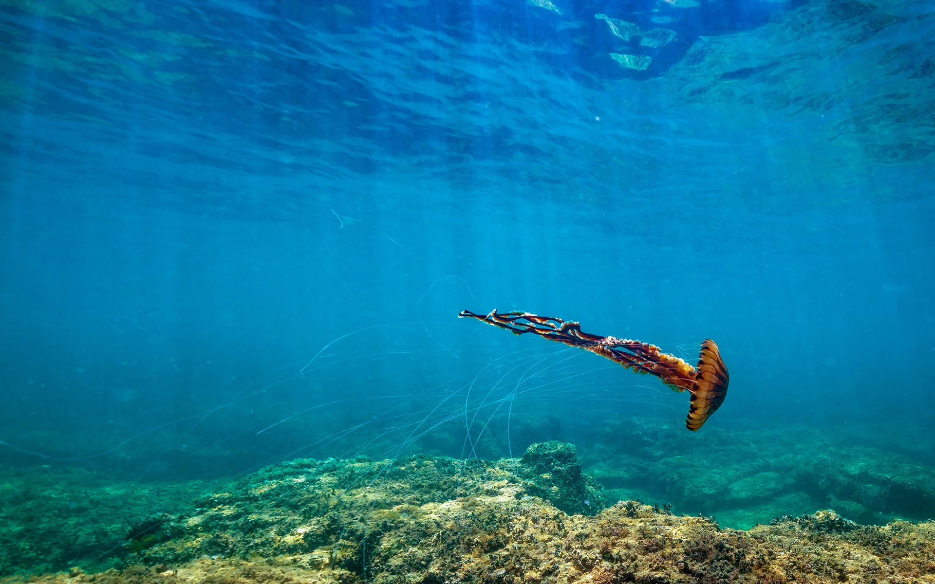 underwater affair